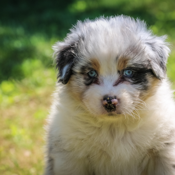 Mini Aussie Puppies For Sale - Puppy Love PR